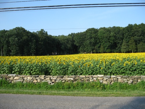 Sunflowers 013
